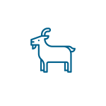 icoongoat